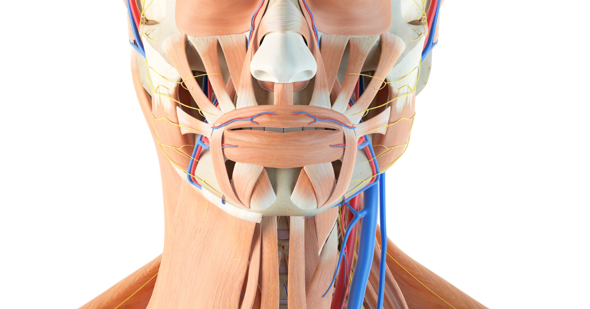 Anatomy of veins on face